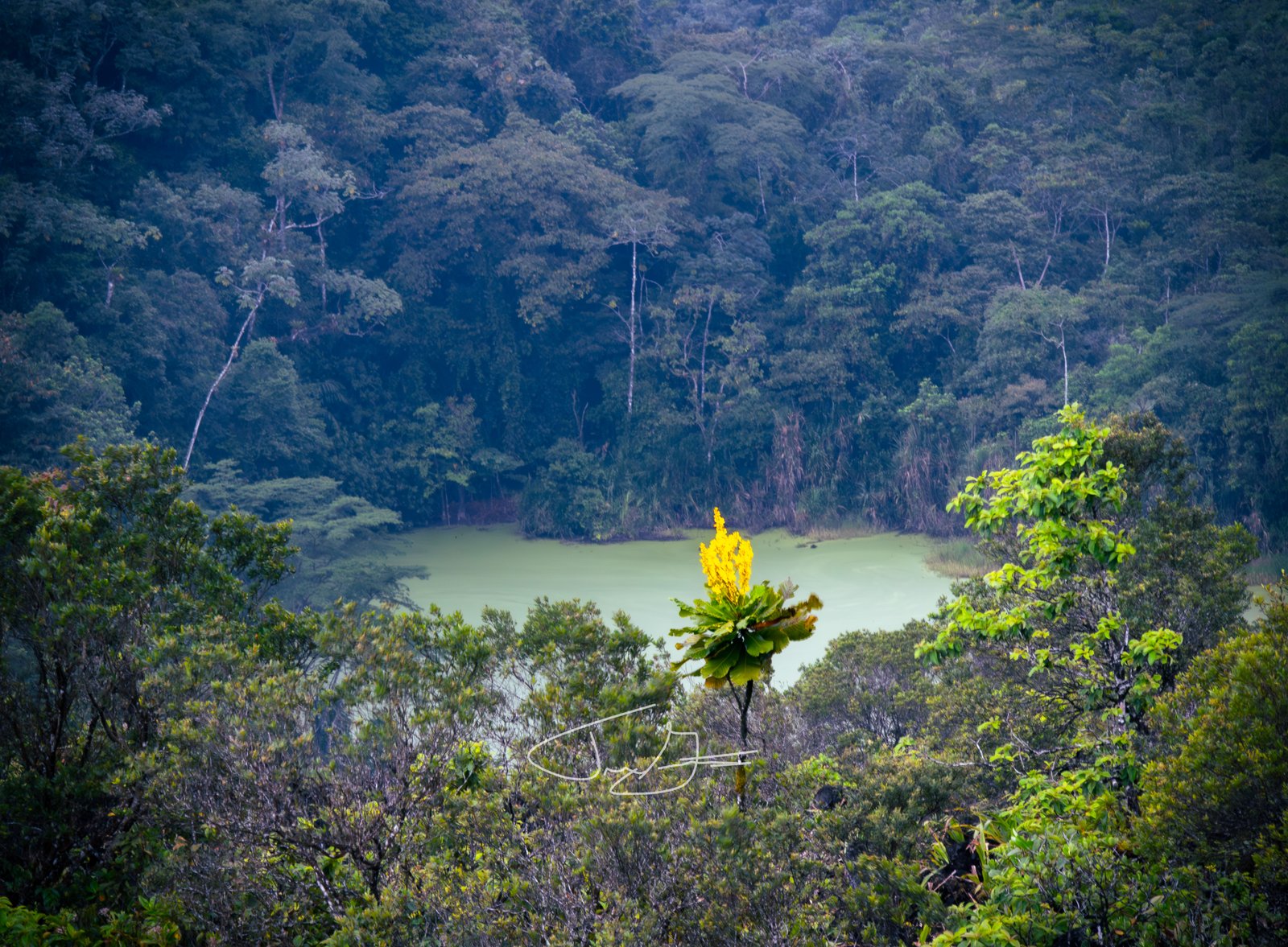 Nature_027