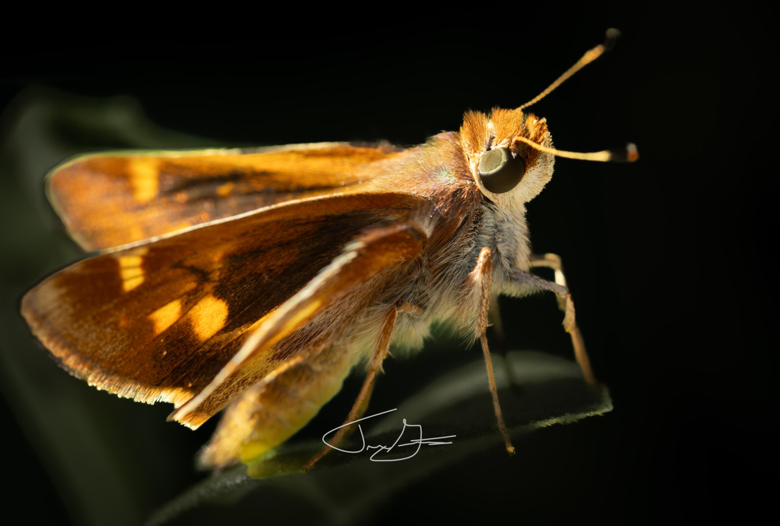 Macro_041