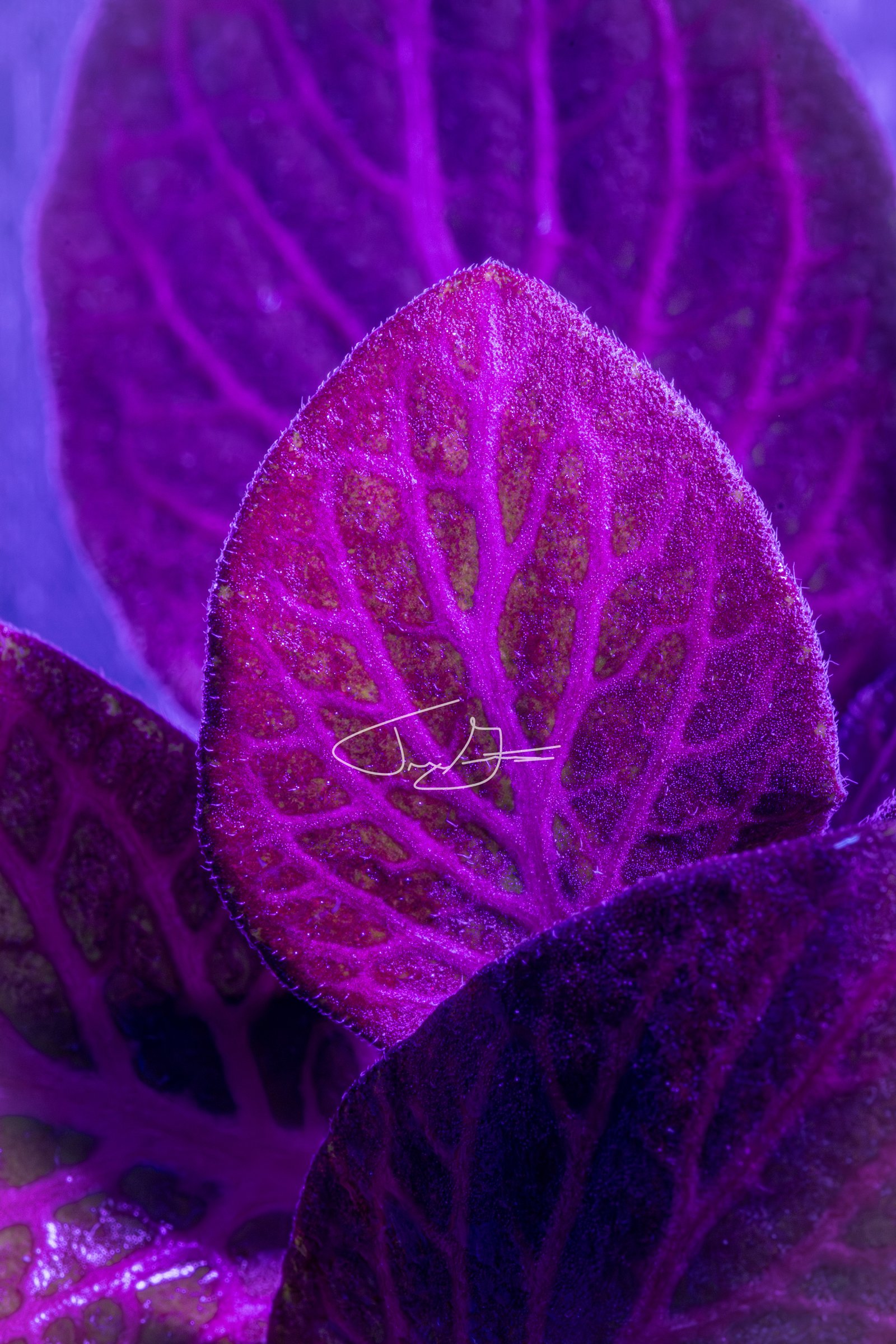 Macro_036