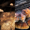 Mushroom pack
