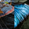 Flutter Pack