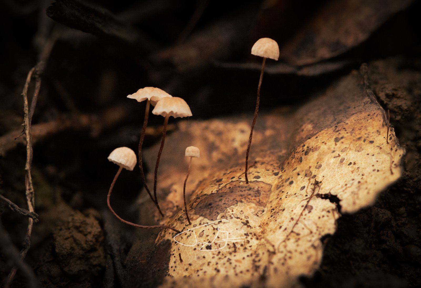 Macro_032