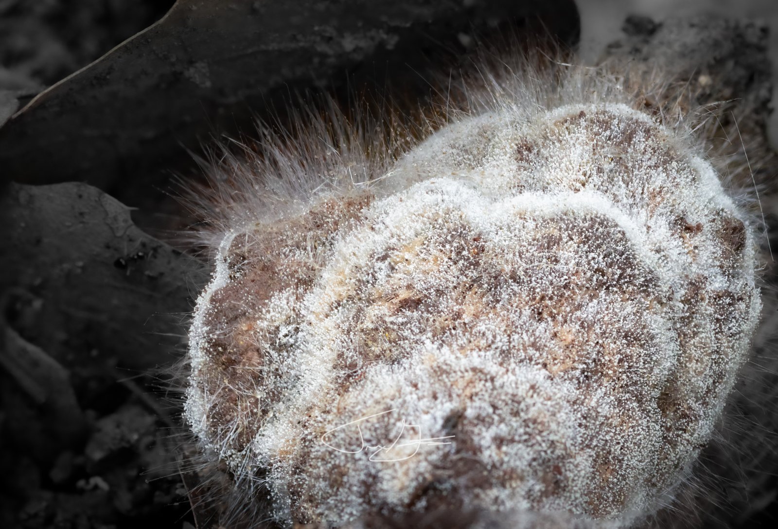 Macro_034