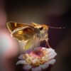 Macro_033