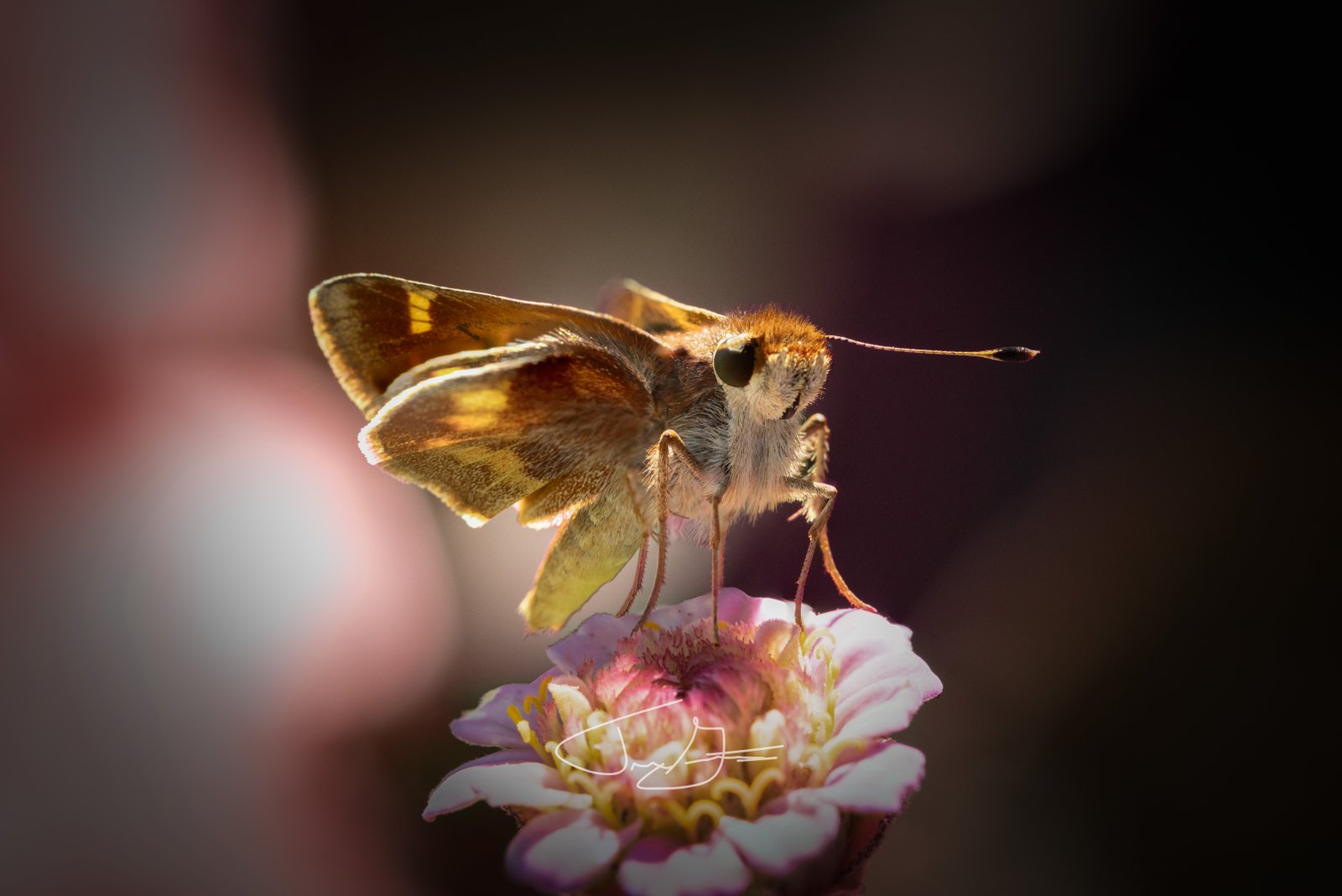 Macro_033