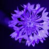 Macro_031
