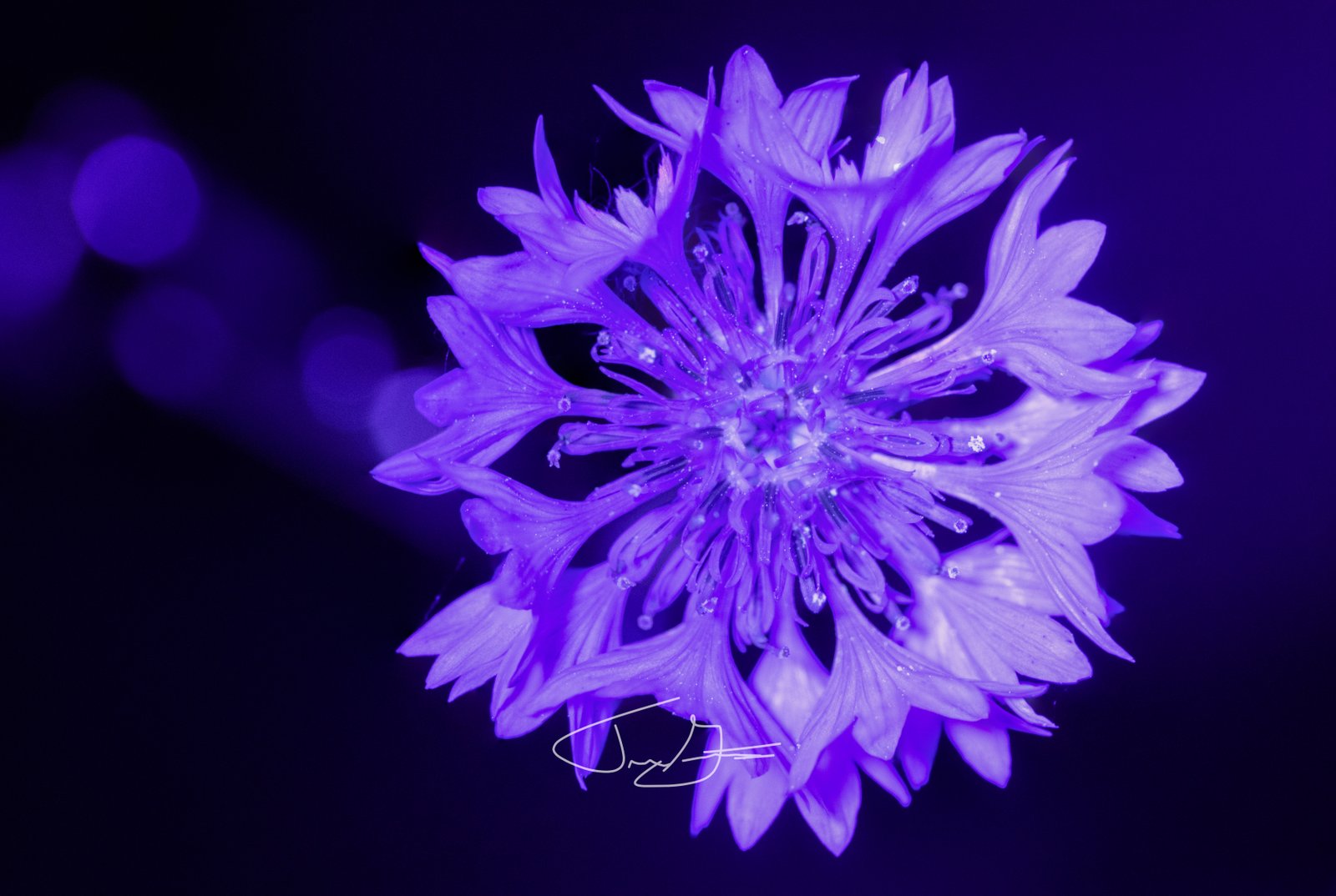 Macro_031
