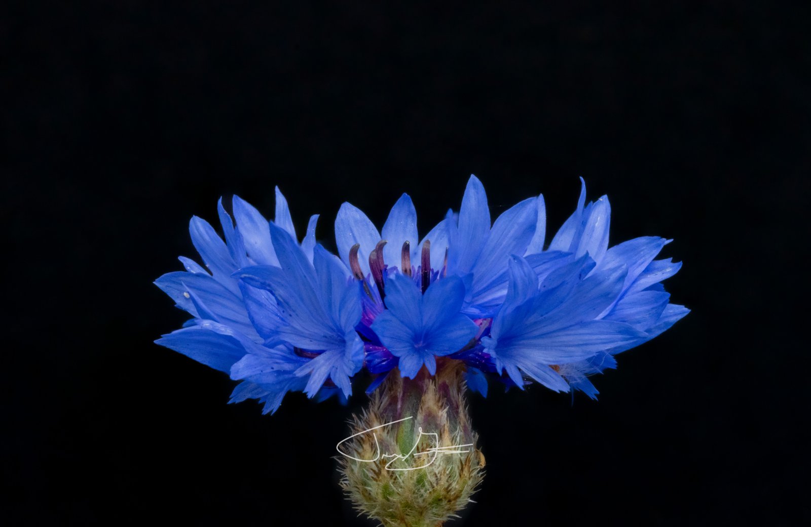 Macro_002